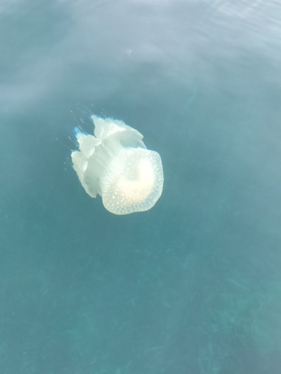 Guardate che bella questa medusa che ho incontrato stamattina al largo tra Geremeas e Mari Pintau... non dovrebbe stare nel Mediterraneo, visto che è originaria del Pacifico ma è davvero bellissima...sembrava una sposa👰🏻‍♀️👰🏻‍♀️🪼🪼🪼
