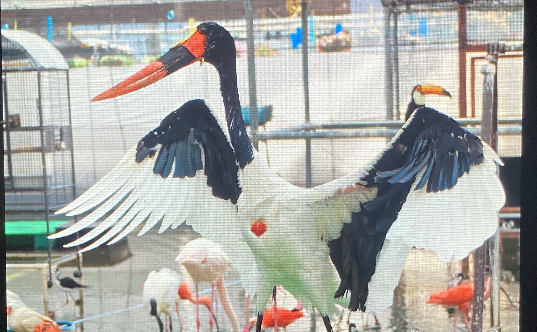 花鳥24 えすえすけー on X: 