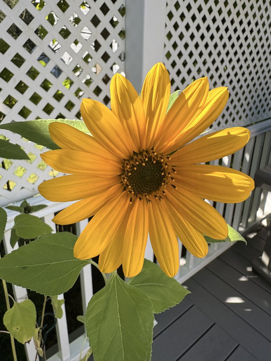 Inside/outside sunshine sunflower. G’d Morning☀️