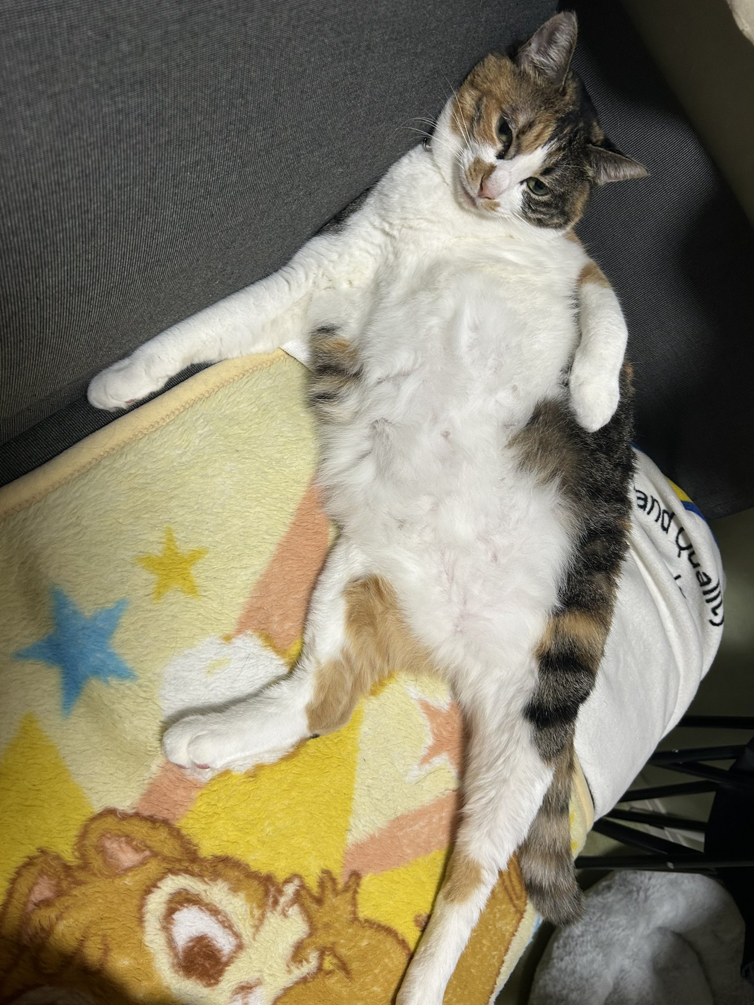 猫です Amazon | nekolista キャットタワー 木製 スリム ハイタイプ
