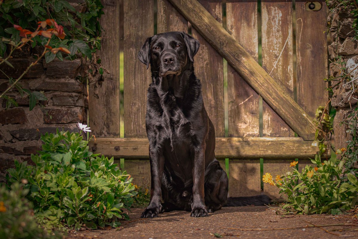 Isle Of Man Prison Dog Section tweet media
