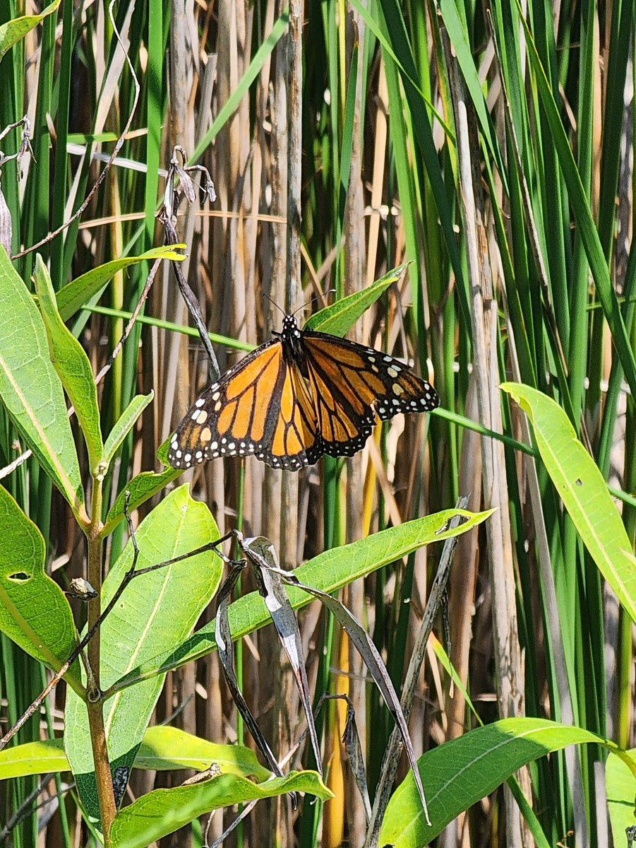 A monarch on campus this week!