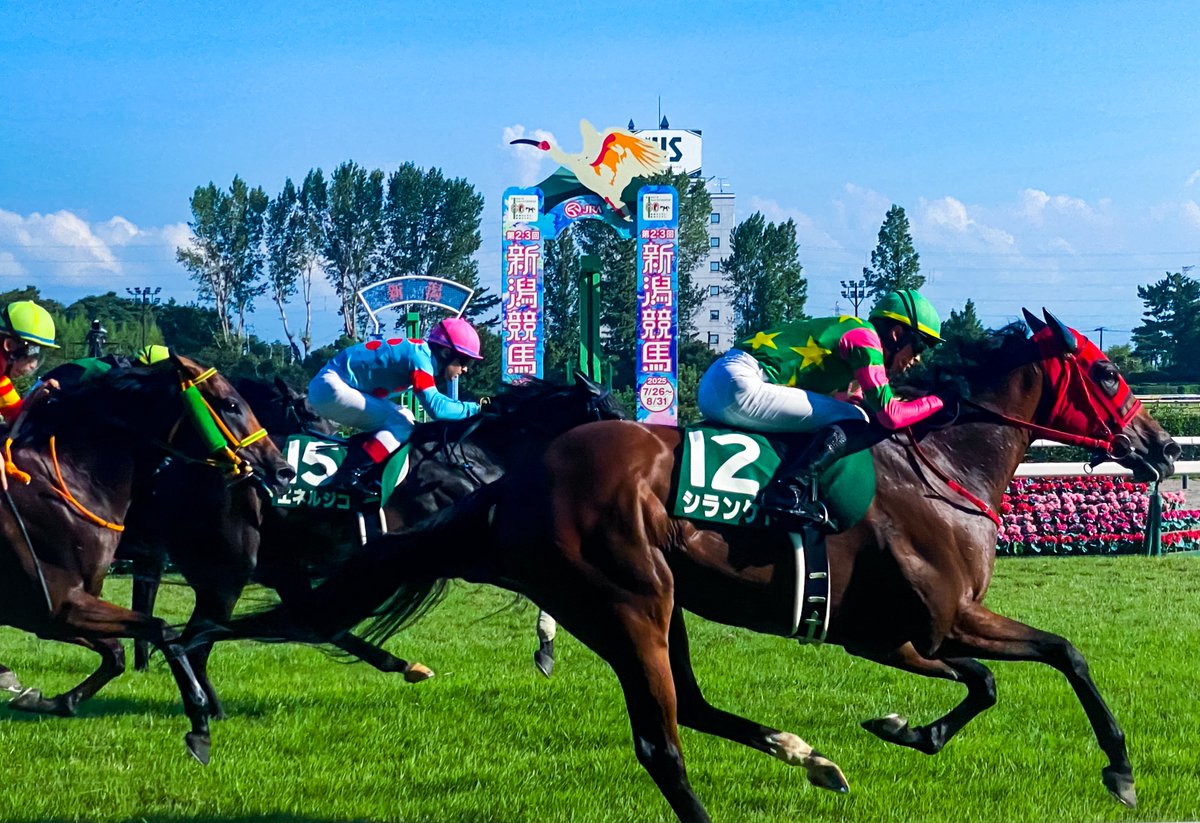 ishi37763's tweet image. #8月を写真4枚で振り返る 競馬編
#新潟競馬場 
#プロメサアルムンド 
#アーモンドアイの子供 
#リアライズシリウス 
#新潟２歳ステークス 
#グランマエストロ 
#グランアレグリアの子供 
#シランケド 
#新潟記念 
#キリトリセカイ 
#スマホ撮影 
#iPhone越しの私の世界 
#写真好きな人と繋がりたい