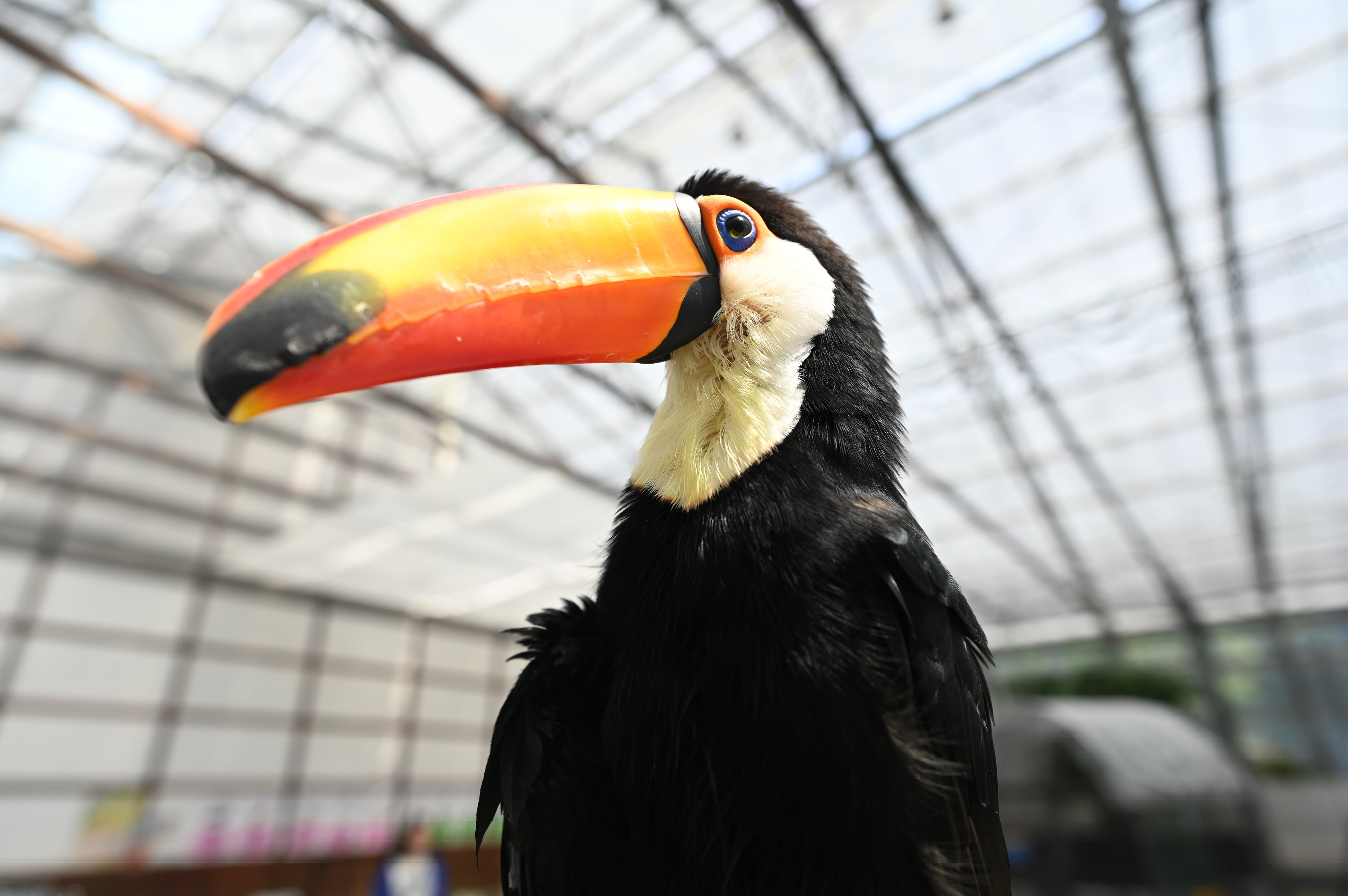 原画 鳥 オオハシ #119 原画 鳥 オオハシ #119 オオオオハシ | GANREF