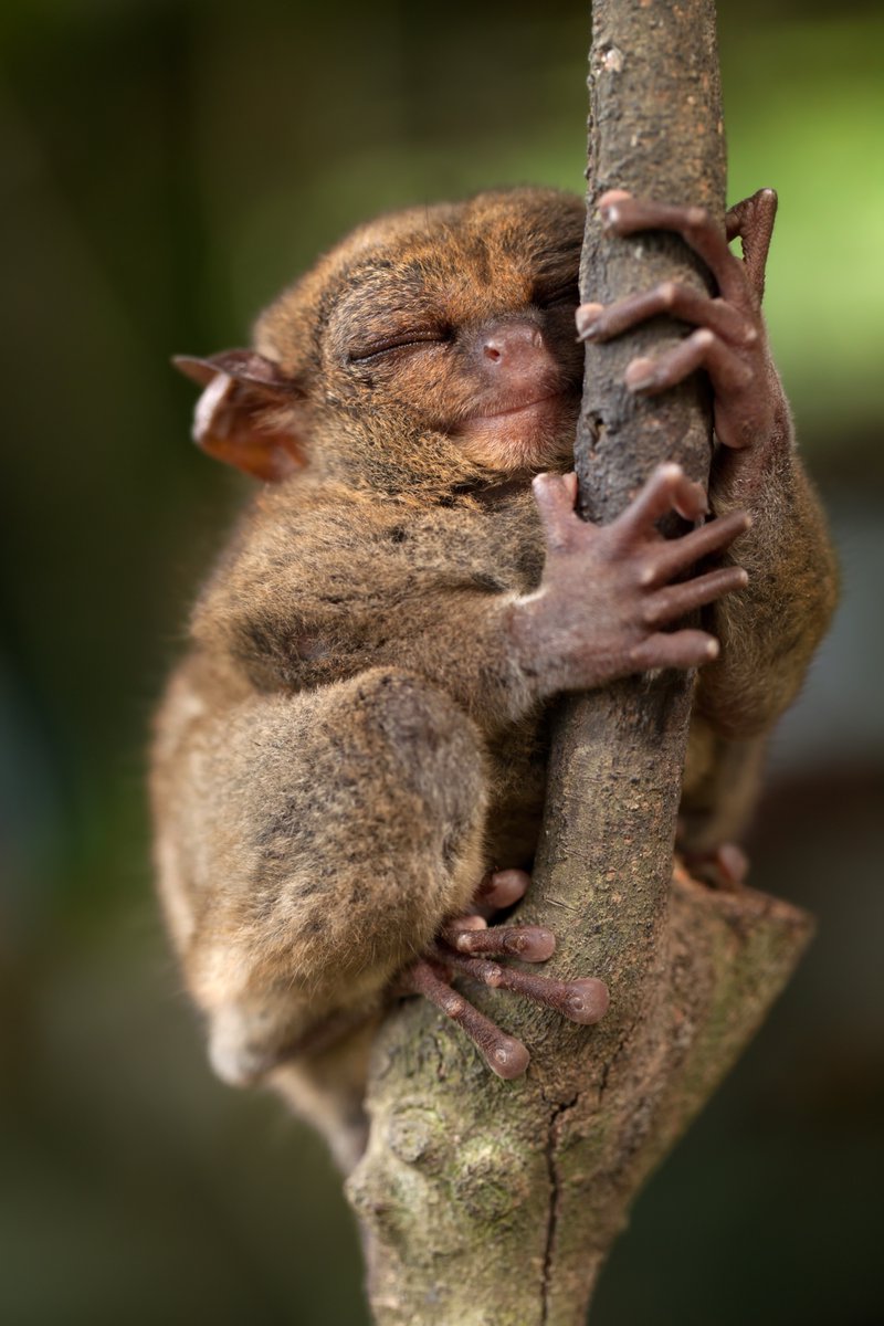 AnimalPlanet's tweet image. Sleepy Sundays 🥰

📸: Lord Runar

#wildlife #Tarsier #primate