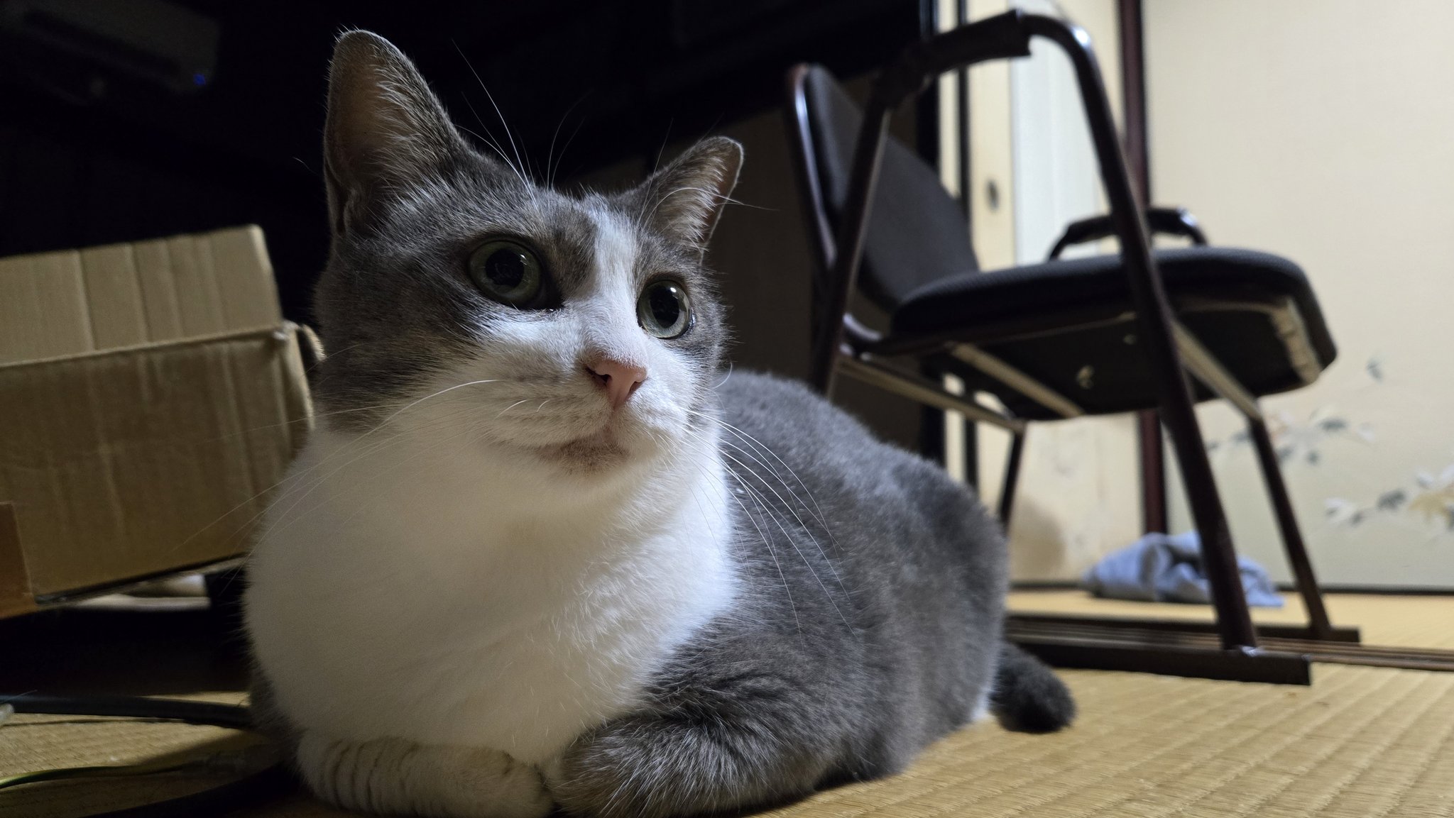猫羽（ねこう） on X: 