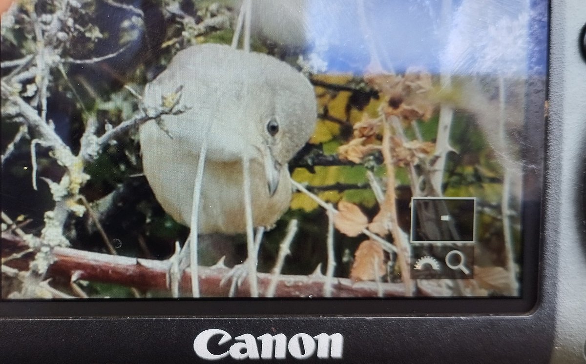 Half an hour ago I found this 1cy Barred Warbler in the dunes of my hometown Bredene!