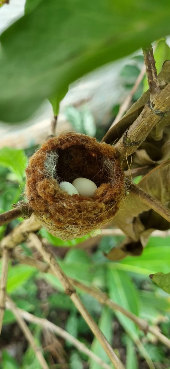 Aquí la naturaleza está presente en cada rincón de la casa, el paisajismo, los aromas naturales que endulzan el ambiente y los detalles que llenan de vida los rincones del #hotelboutique #CasaDeLosSantosReyes, hacen que sea toda una experiencia.

#Valledupar #HotelenVallledupar