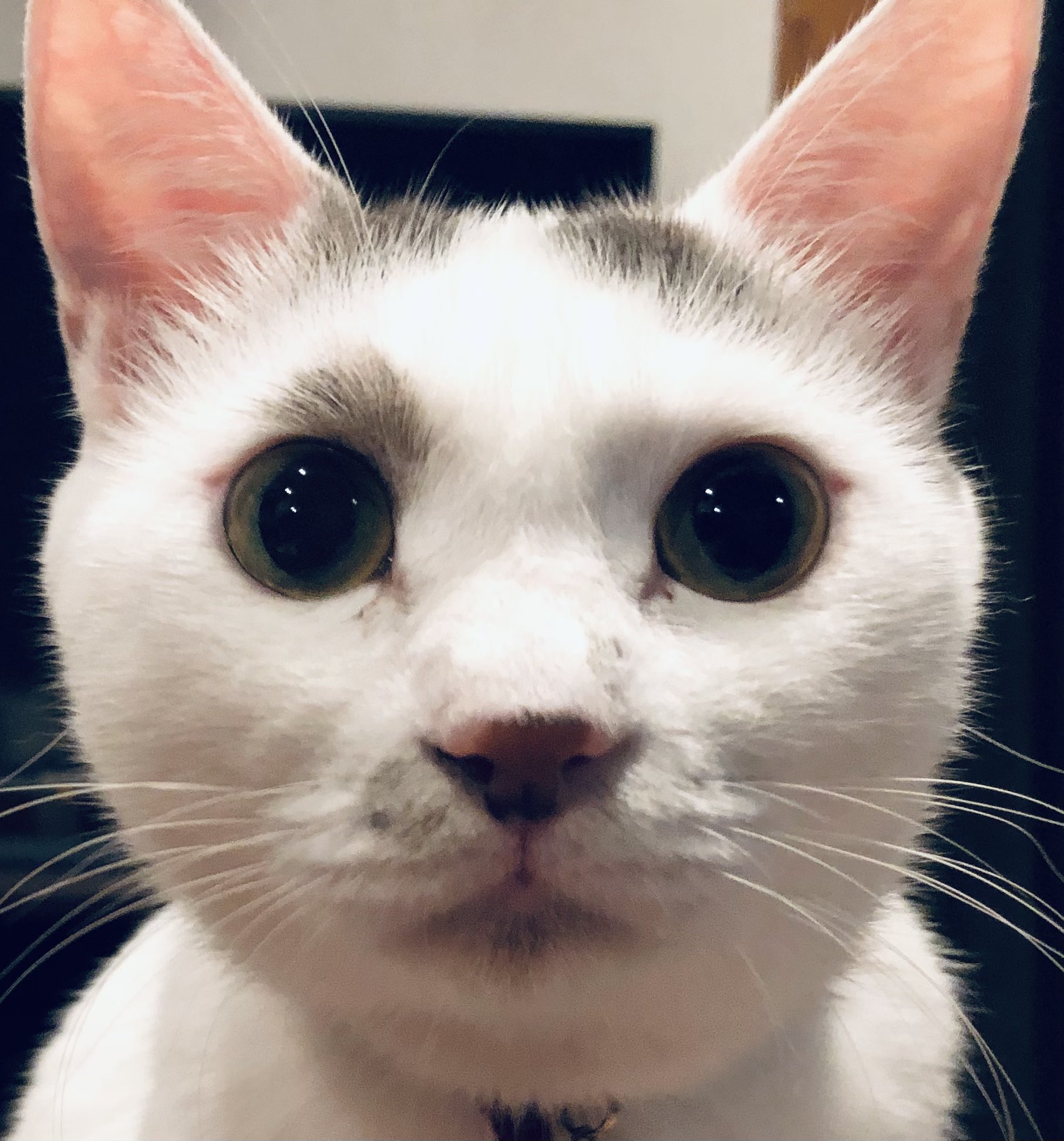 ねこ ねこねこタワー P-NT2 ｜ ミスターマックスオンラインストア