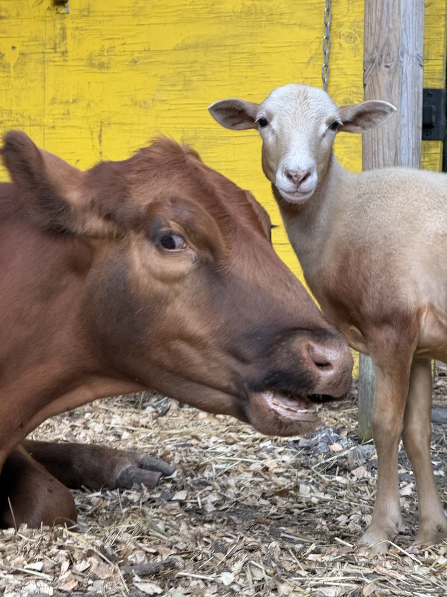 Annie and Huckleberry are so sweet together.   We always thought it would be great to find Annie a blind dwarf cow (like her) to spend time with, but Huckleberry has become the bestie Annie needed.  

And as you may remember, Huckleberry saved Annie’s life by alerting us when she