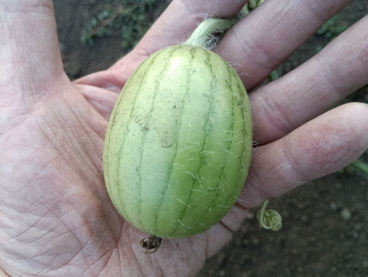 8月31日（日）こんばんは😀
今月も終わり。忙しかったけど色々なことがありました。暑さはまだまだ続くようですが、バテないように行きましょう。我が家の畑では新しいスイカ達がスクスク育つています。