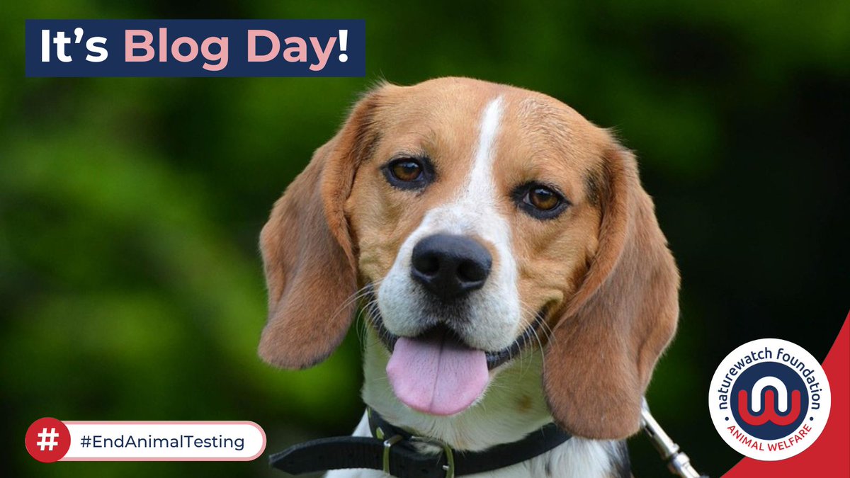 Naturewatch_org's tweet image. It&apos;s Blog Day! 💻

To celebrate we have put together a blog of our top 5 favourite cruelty-free blogs for you to read and enjoy! 

Take a look:  naturewatch.org/our-top-5-crue… 

#CrueltyFree #BlogDay #EndAnimalTesting