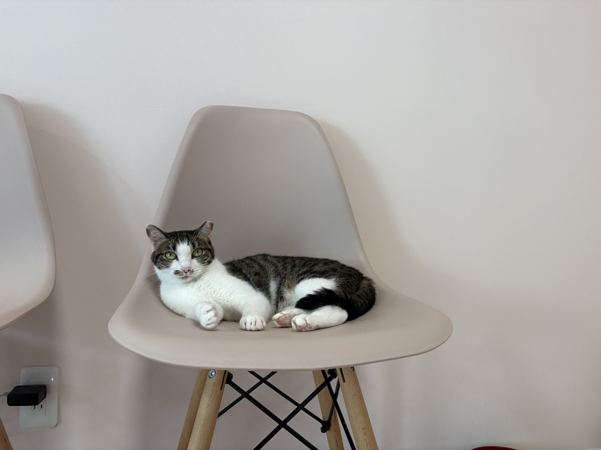 譲渡型保護猫Cafe あおねこ(新潟県田上町) on X: 