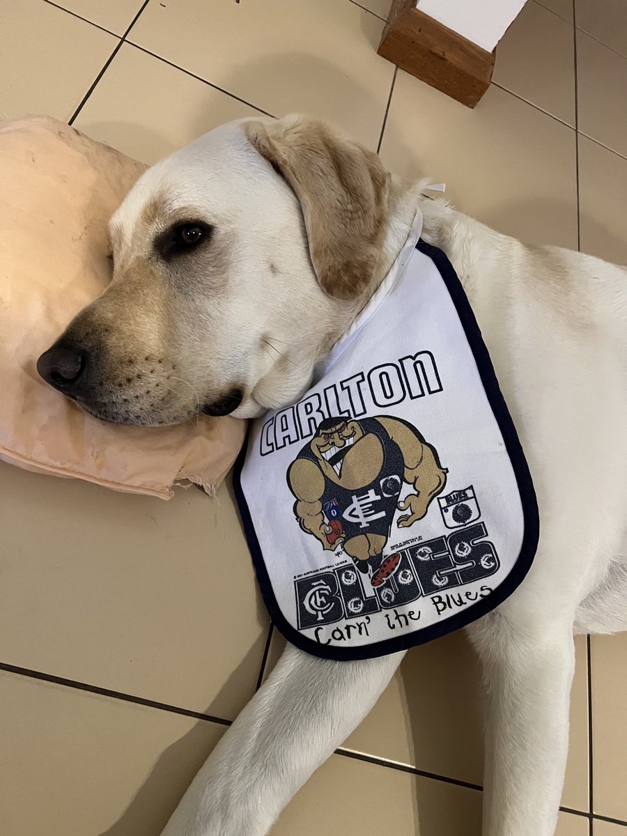 StandMeOver's tweet image. My dog after another failed season. Vet called.