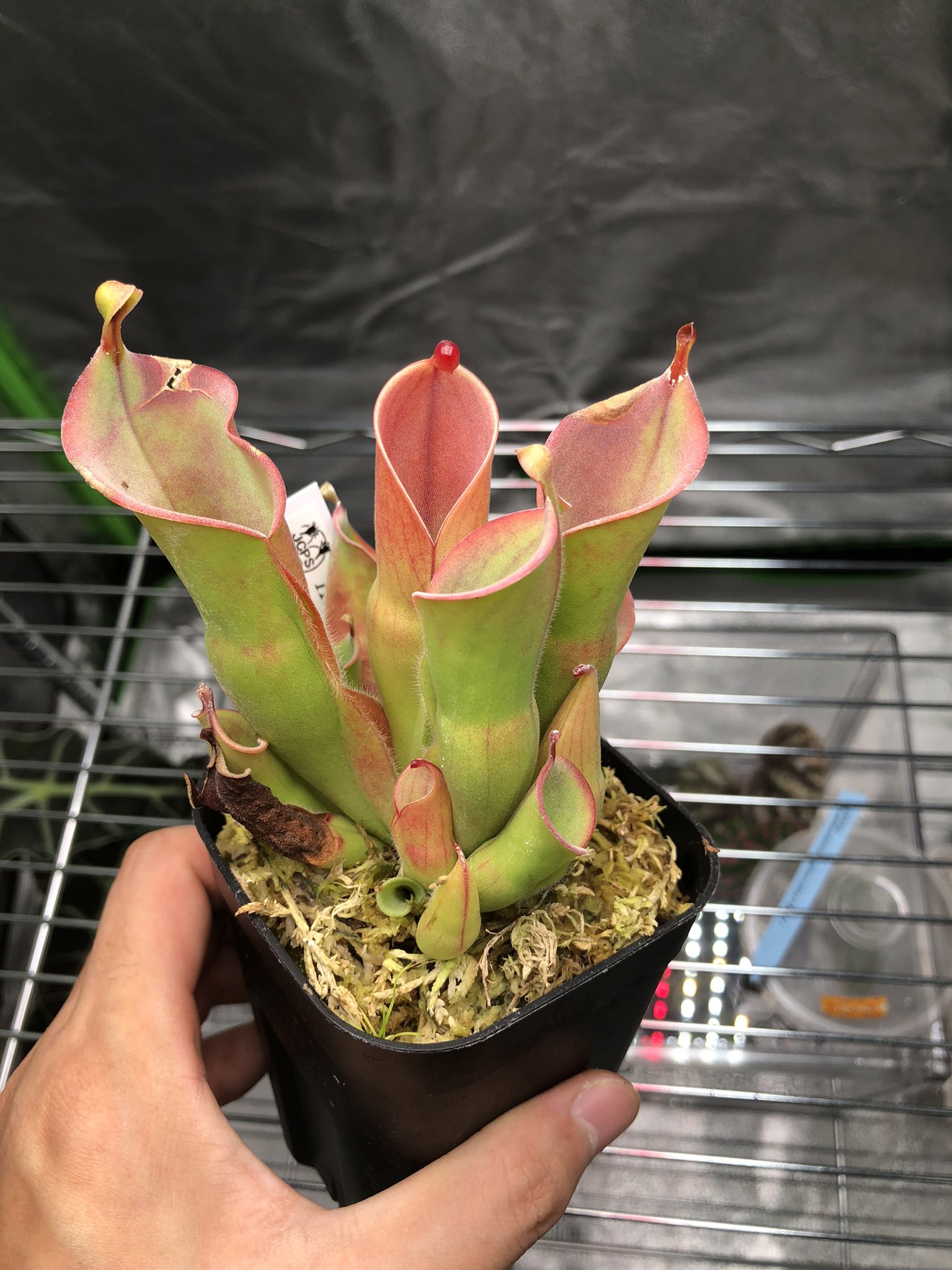 へりあん堂　ヘリアンフォラHeliamphora 食虫植物 Heliamphora heterodoxa hybrids from BCP #1