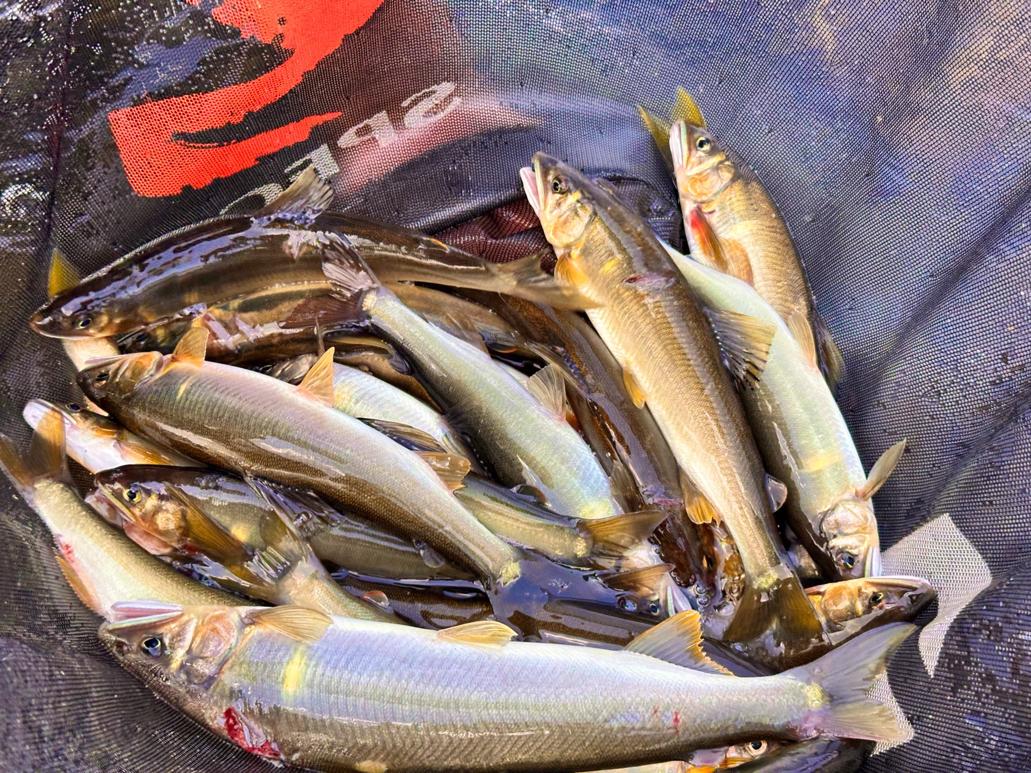 東北鮎人 東北鮎人 製品カタログ – 大橋漁具株式会社