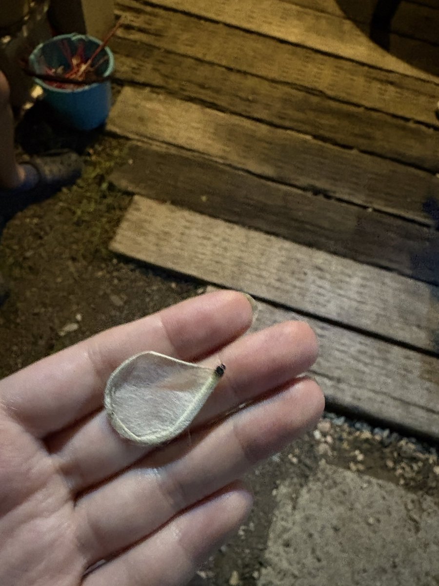 人生で買ったことないタイプの線香花火やってみたんだけど、超おすすめ。こんなギリギリまで燃えたし、火花がものすごく細かくてめちゃくちゃ綺麗だった。