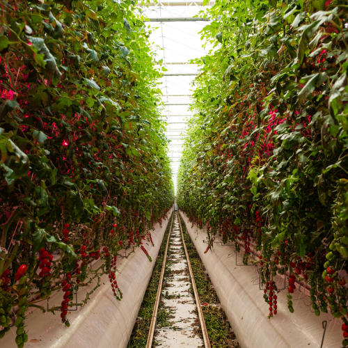 🌱 From drought tackling hydrogels to carbon butter, solar-powered crops and vertical farming breakthroughs to AI for farmers — here are 11 of the freshest food &amp; garden innovations shaping our future 🌍

gardenskill.com/more/gardening…