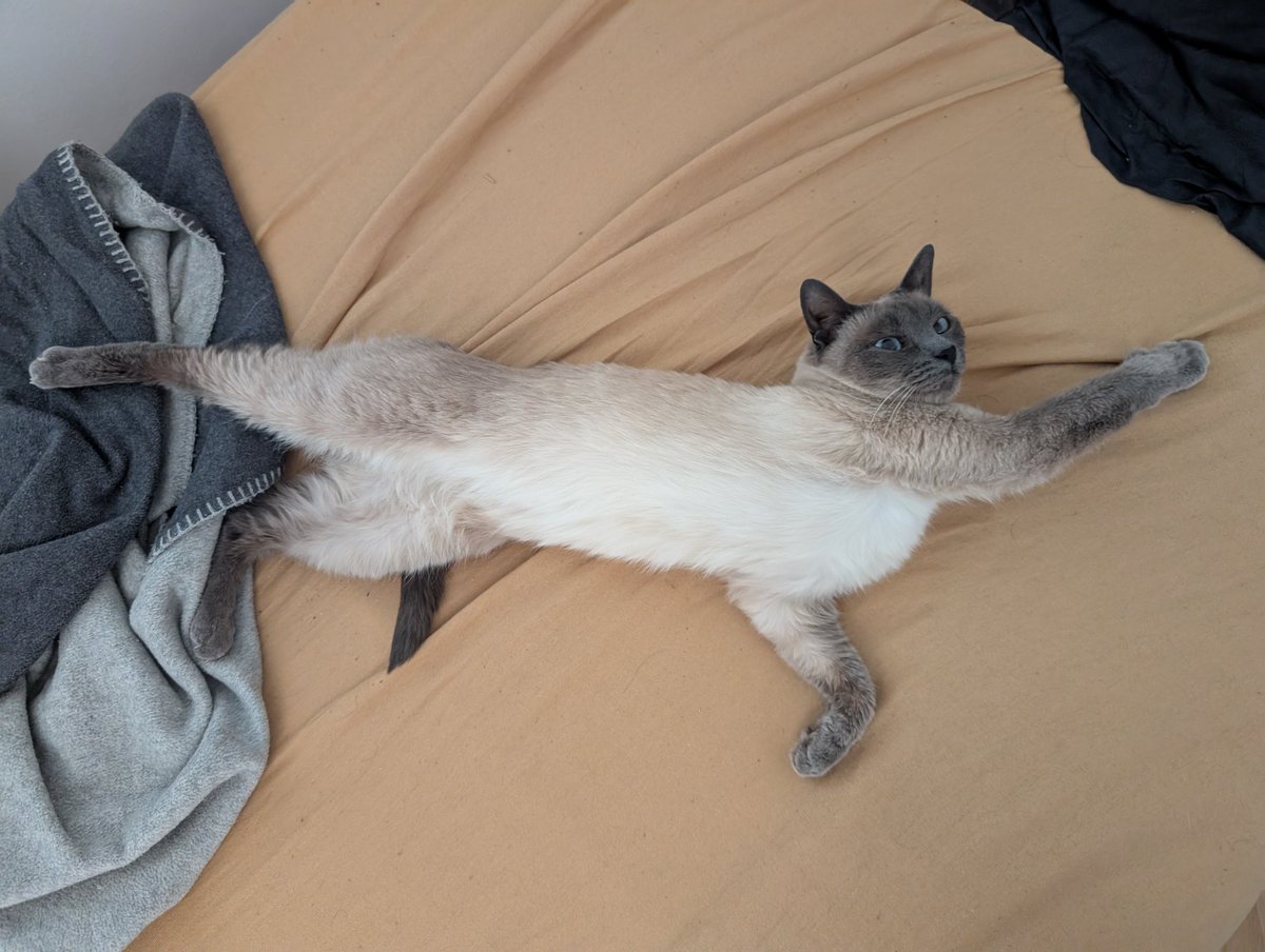 Lizzer_Maxine's tweet photo. @primacon_ Plarform is steam, and here is a pic of my cat for good luck https://t.co/UWmmSgGJWc