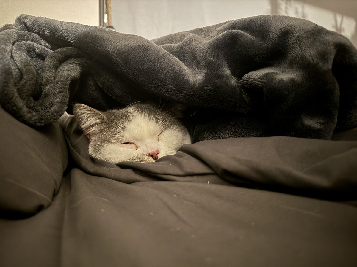 ノパルシーシャオープンしましたー！

⏰15:00-23:30

Staff:ひたぎ

のんびりしにきてください🐈‼️