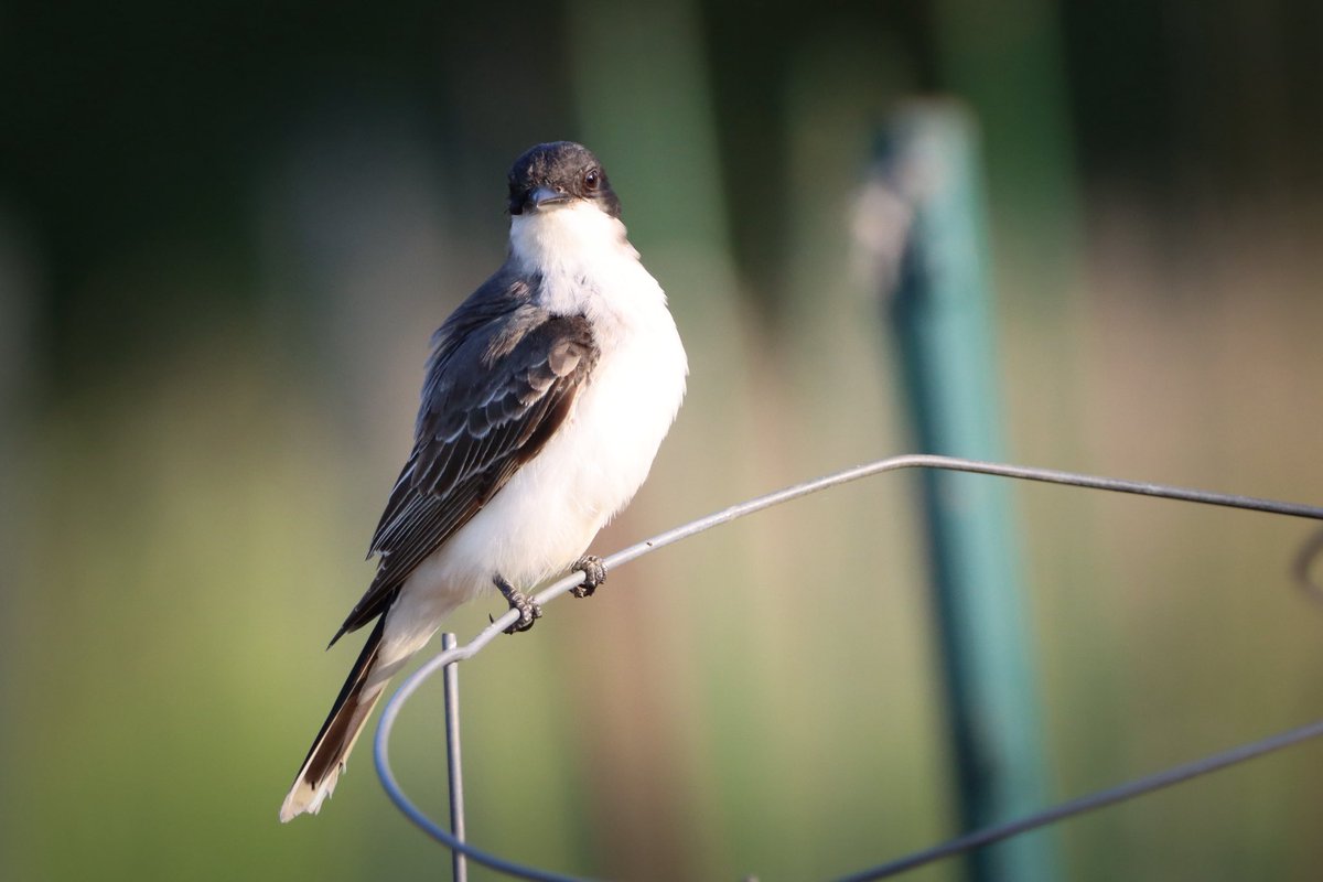 Eastern Kingbird from a few months ago. #birds #birding #birdphotography #BirdsOfTwitter