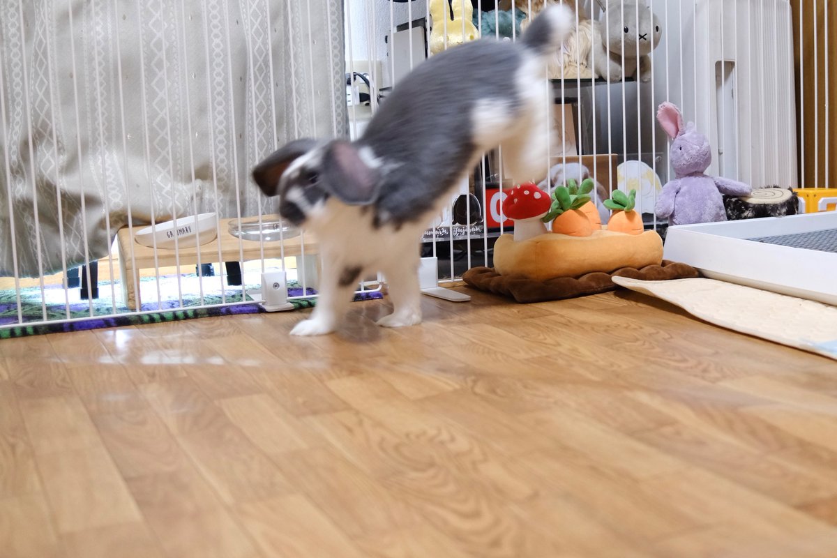 がじゅまる🌳 tweet media