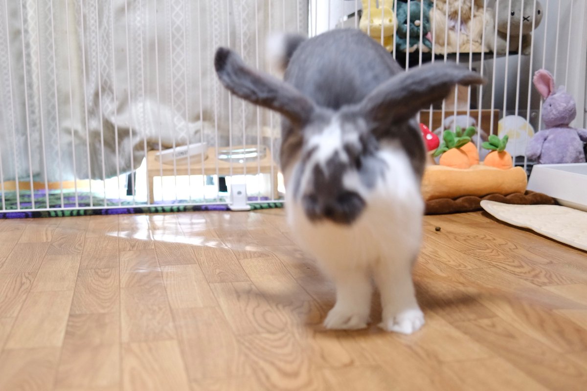 がじゅまる🌳 tweet media