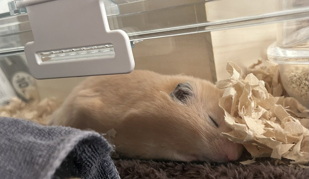 スヤァァ…🐹💤

#ハムスターのいる暮らし