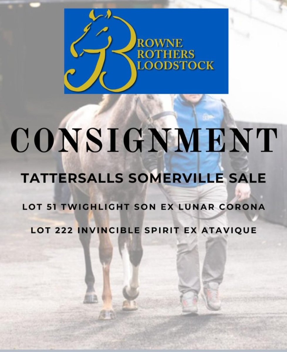 Our two colts are available for inspection this morning in HF J 176 &amp; 177 for <a href="/Tattersalls1766/">Tattersalls</a> Somerville yearling sale