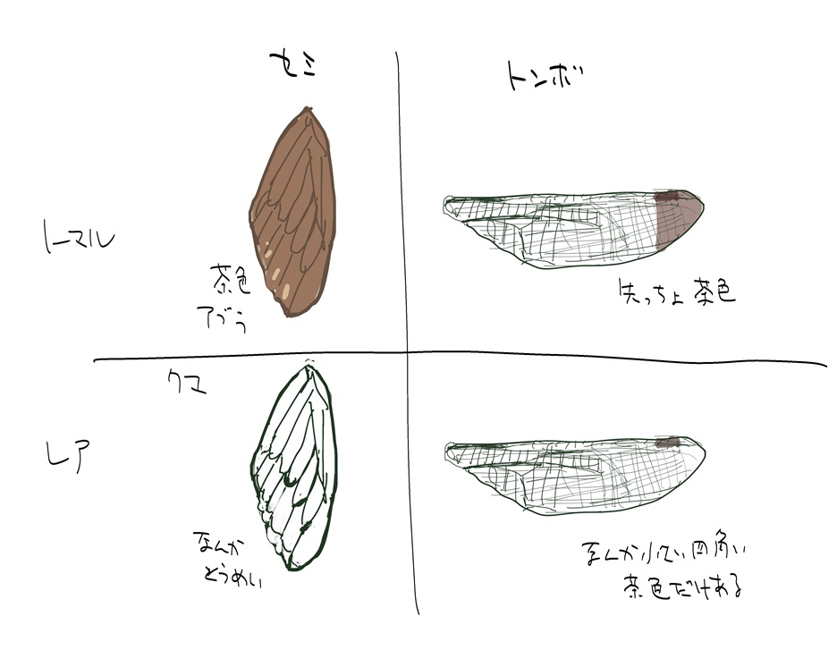 子供の頃、セミとトンボを羽で勝手に格付けしてた 
