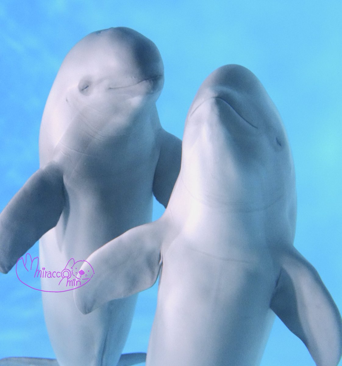 ひびき＆あいす、かわいく撮れたからみてほしい！！
#海響館 #スナメリ