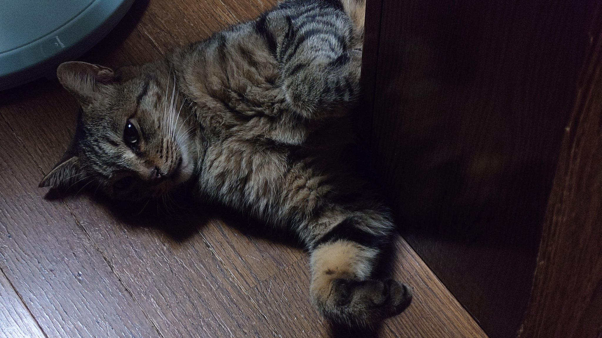 たしの猫 Reposted from @sakata_yasushi 64gの未熟児の子猫がきました