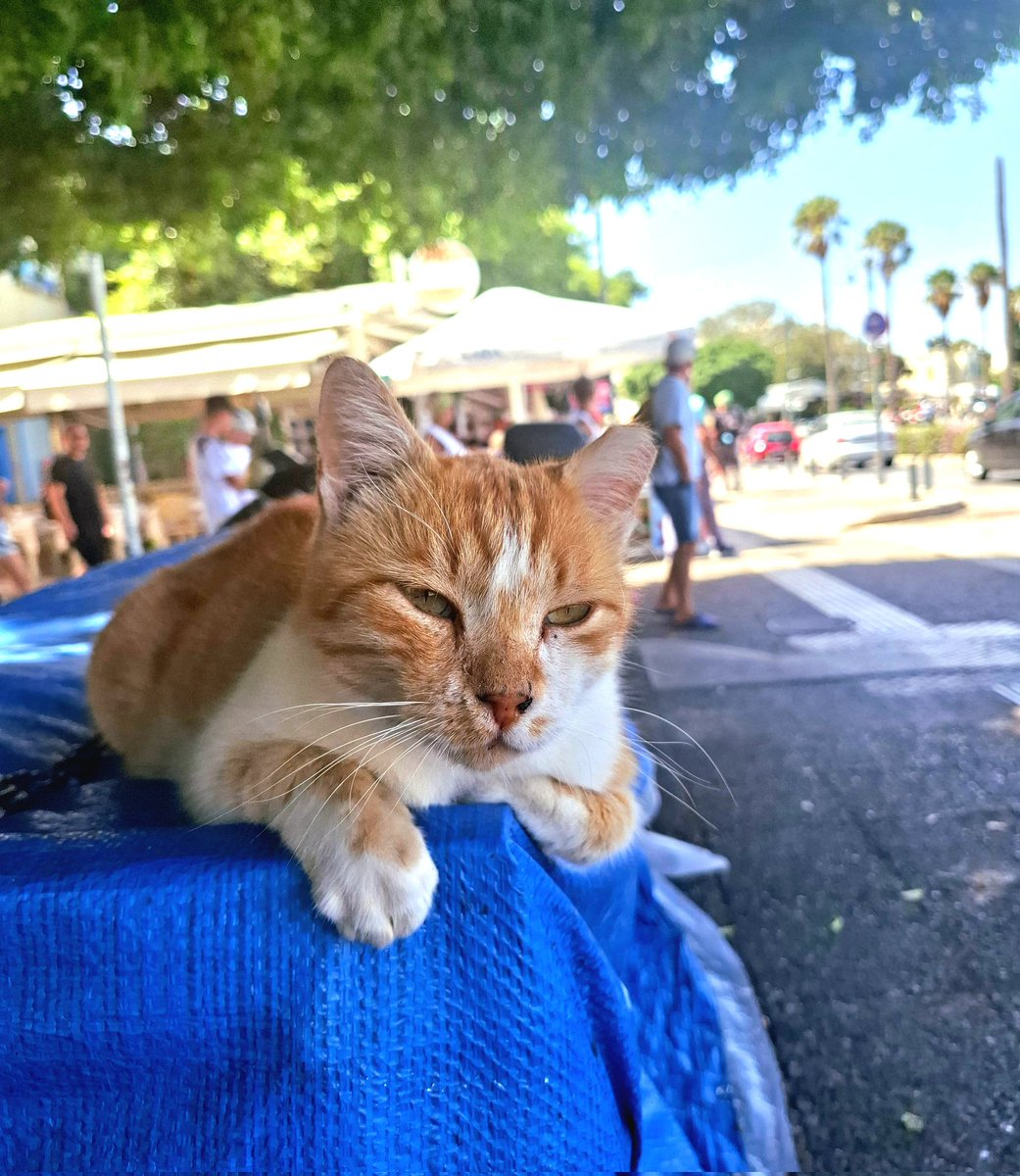 Piękny 🇬🇷😺