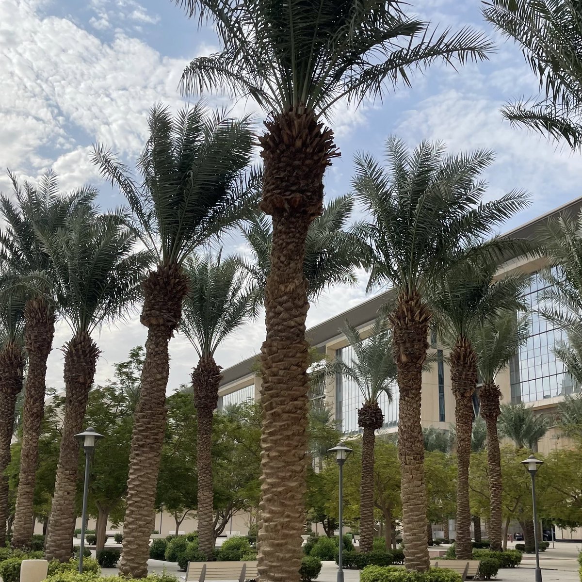 Basma Alghamdi tweet media