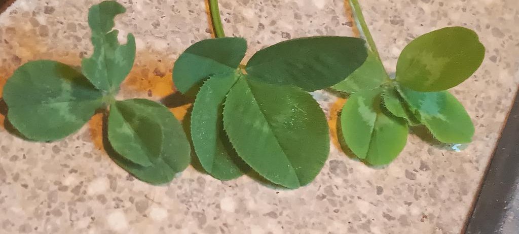 JustWinks's tweet image. He is BEAUTIFUL!!
Please pass on my blessings.
So glad they didn&apos;t stress her more by making her try, longer.

Baby Grayson, welcome to the family.  And many blessings and love sent to everyone. 
I hope she has a speedy healing.