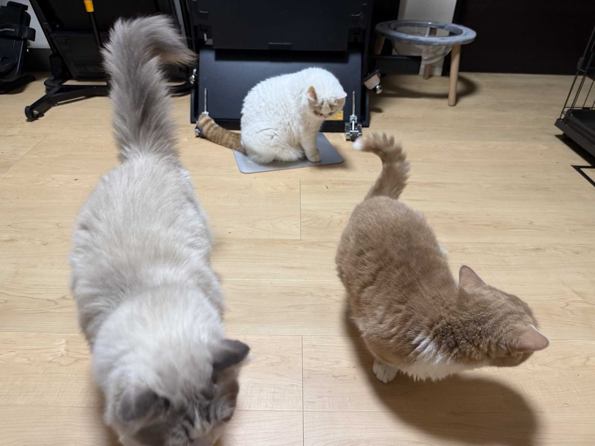 きじとらねこ64 on X: 