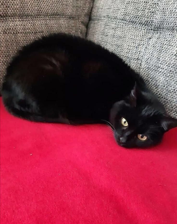 Black cats are not bad luck (@visualscat) on Twitter photo 