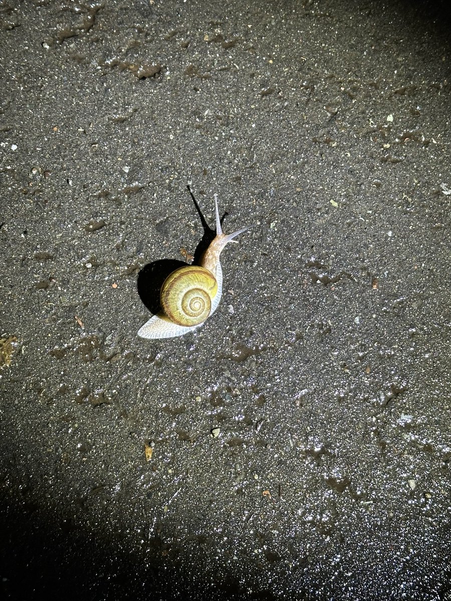 キャンプ楽しすぎたな