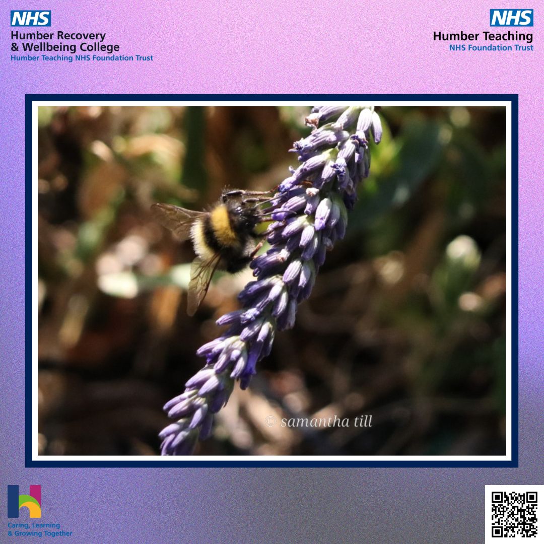 HftRecoveryCol's tweet image. For our 80th Sharing Sunday, we have a lovely photo of a bee by Sam 🐝

If you have any work you&apos;d like us to share, email us at HNF-TR.RecoveryCollege@nhs.net

#Photography #RecoveryCollege #MentalHealth #SharingSunday #RecoveryAndWellbeingCollege