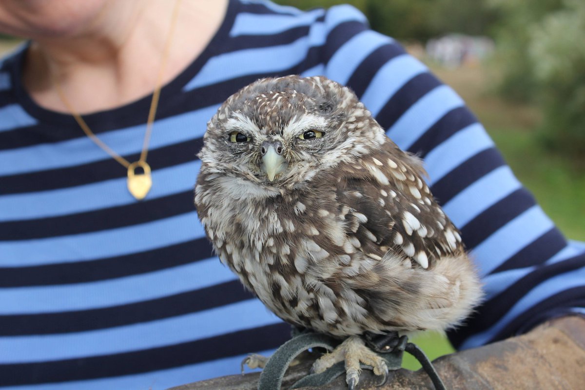 SheStoops's tweet image. I met a little owl yesterday.