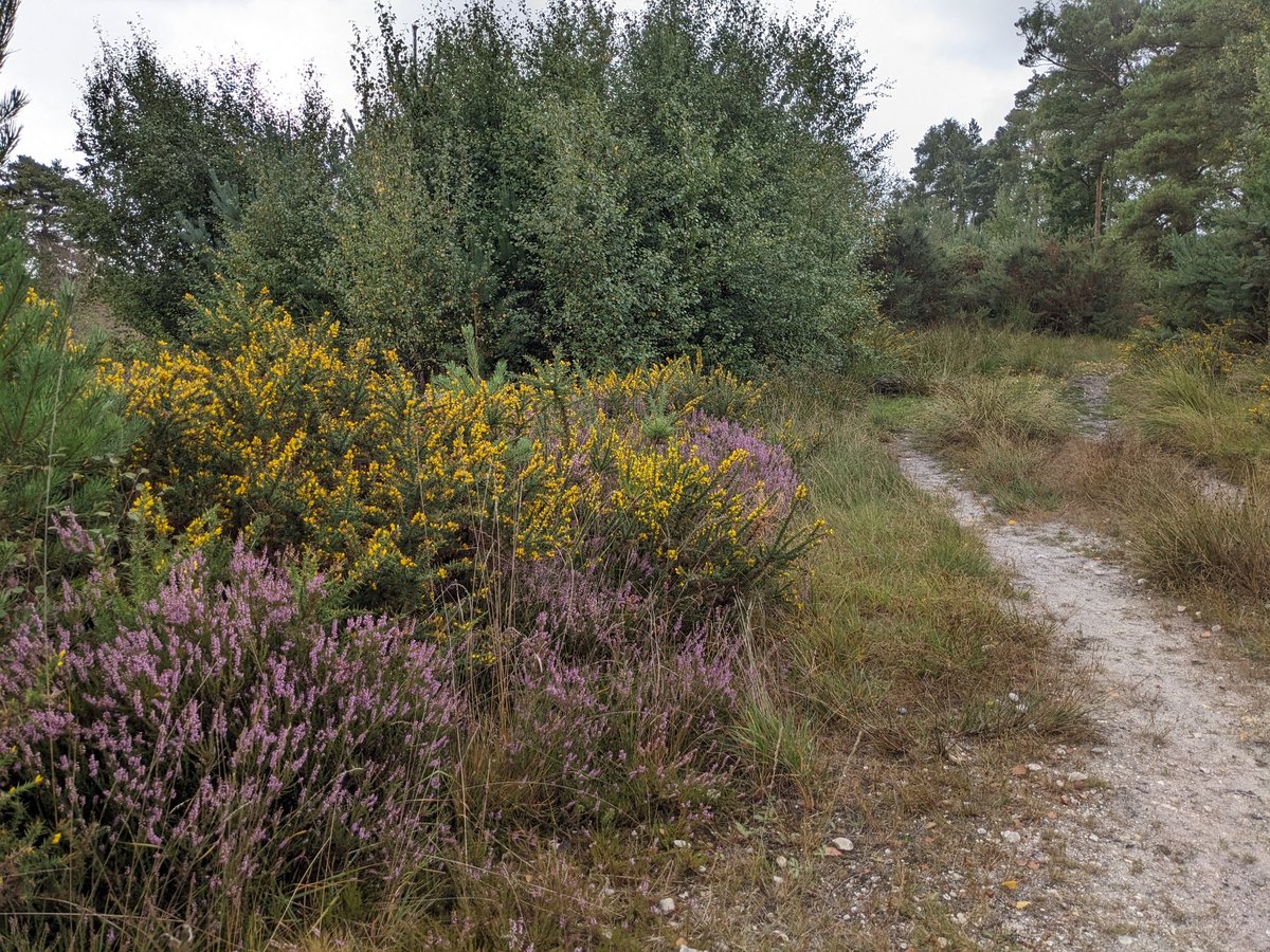 Walkies today was over Parley Common. Pretty heather and nice mix of terrain.