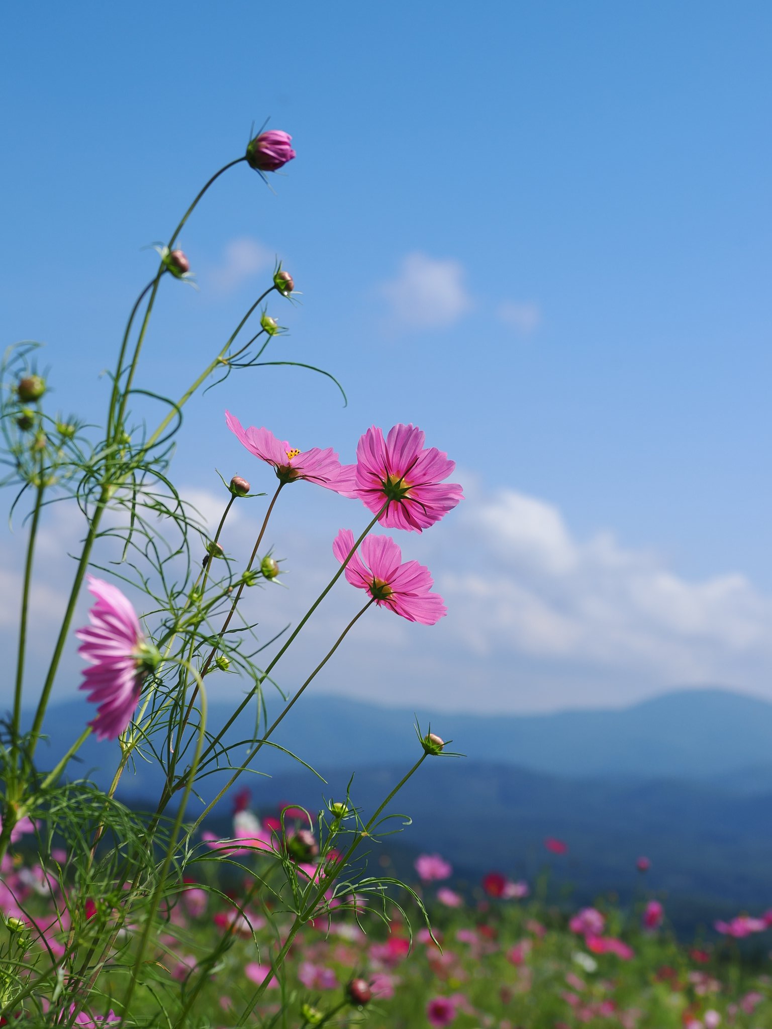 コスモスの写真 コスモス | Cosmos bipinnatus | かぎけん花図鑑
