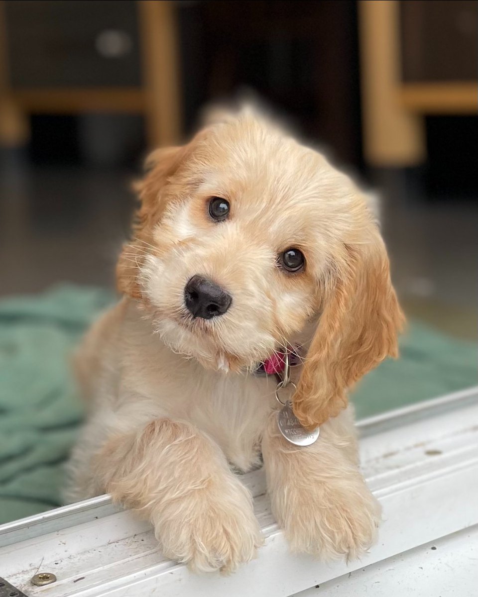 HearingDogs's tweet image. We are looking for volunteers who can help us train the next generation of hearing dogs.

As a volunteer trainer, you’ll look after one of our adorable young dogs for anywhere between 6-18 months, and you&apos;ll have full support from a Hearing Dogs Trainer &amp;gt;&amp;gt; ow.ly/P0sX50VUpOC