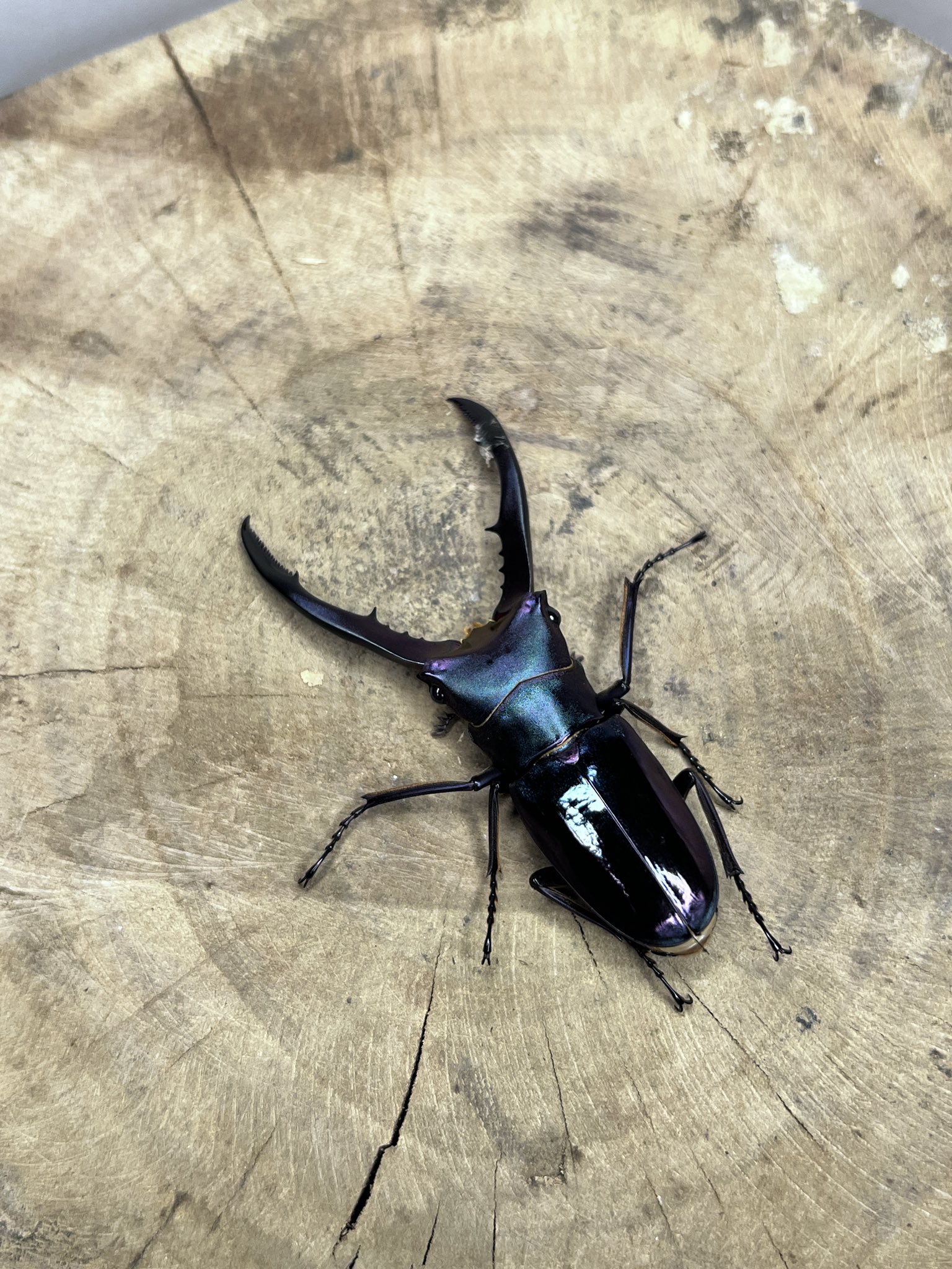 すももページ 楽天市場】【9/4 20:00〜9/11 1:59 エントリーでP5倍