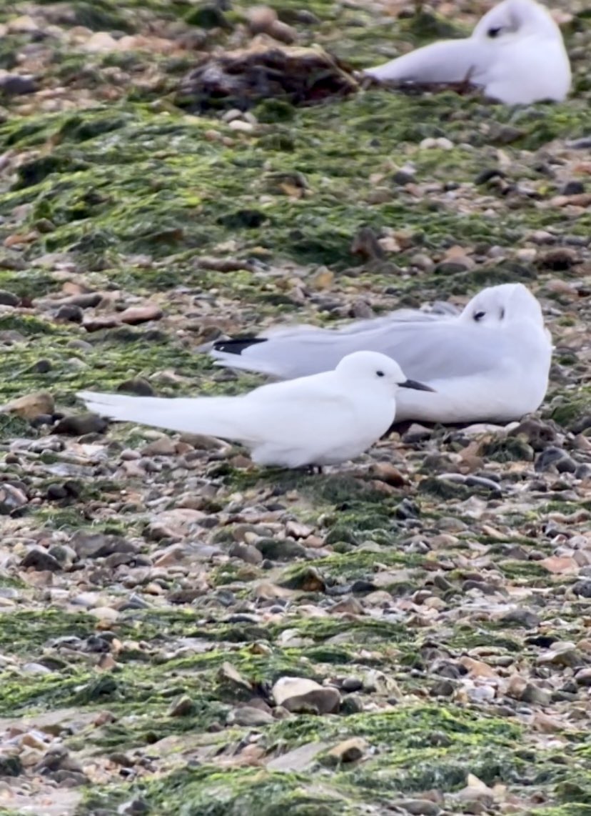 Mark Francis (@markfra64259515) on Twitter photo leucistic Arctic Tern on the Beach at Hill Head this morning. What a Beauty 😍<a href="/RareBirdAlertUK/">RareBirdAlertUK</a> <a href="/BirdGuides/">BirdGuides</a> leucistic Arctic Tern on the Beach at Hill Head this morning. What a Beauty 😍<a href="/RareBirdAlertUK/">RareBirdAlertUK</a> <a href="/BirdGuides/">BirdGuides</a>