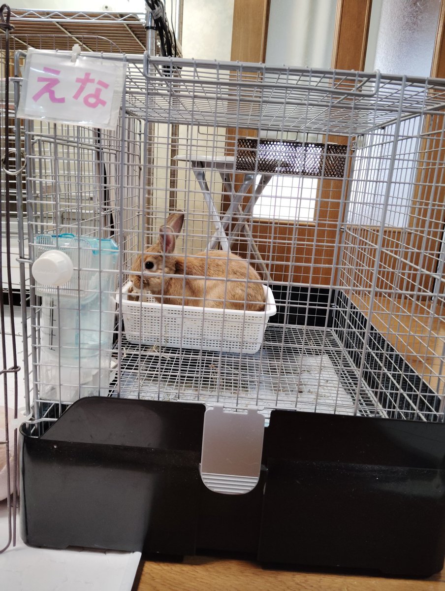 お姉ちゃんが名札作ってくれたよ
#うさぎのえな　#梅っこ　#fortherabbit　#里親様募集中
ameblo.jp/kebohan