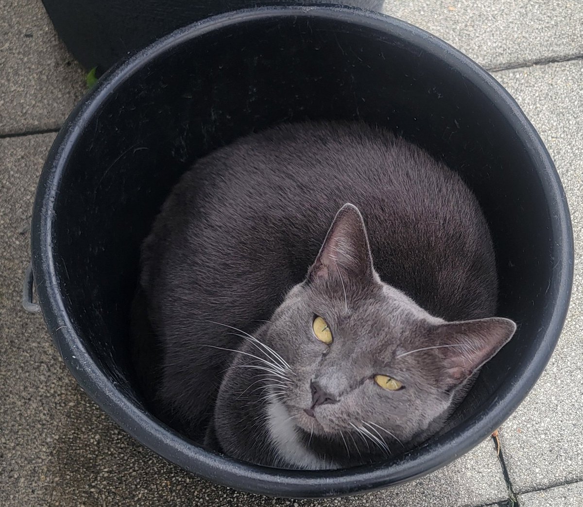 Katze total im Eimer.