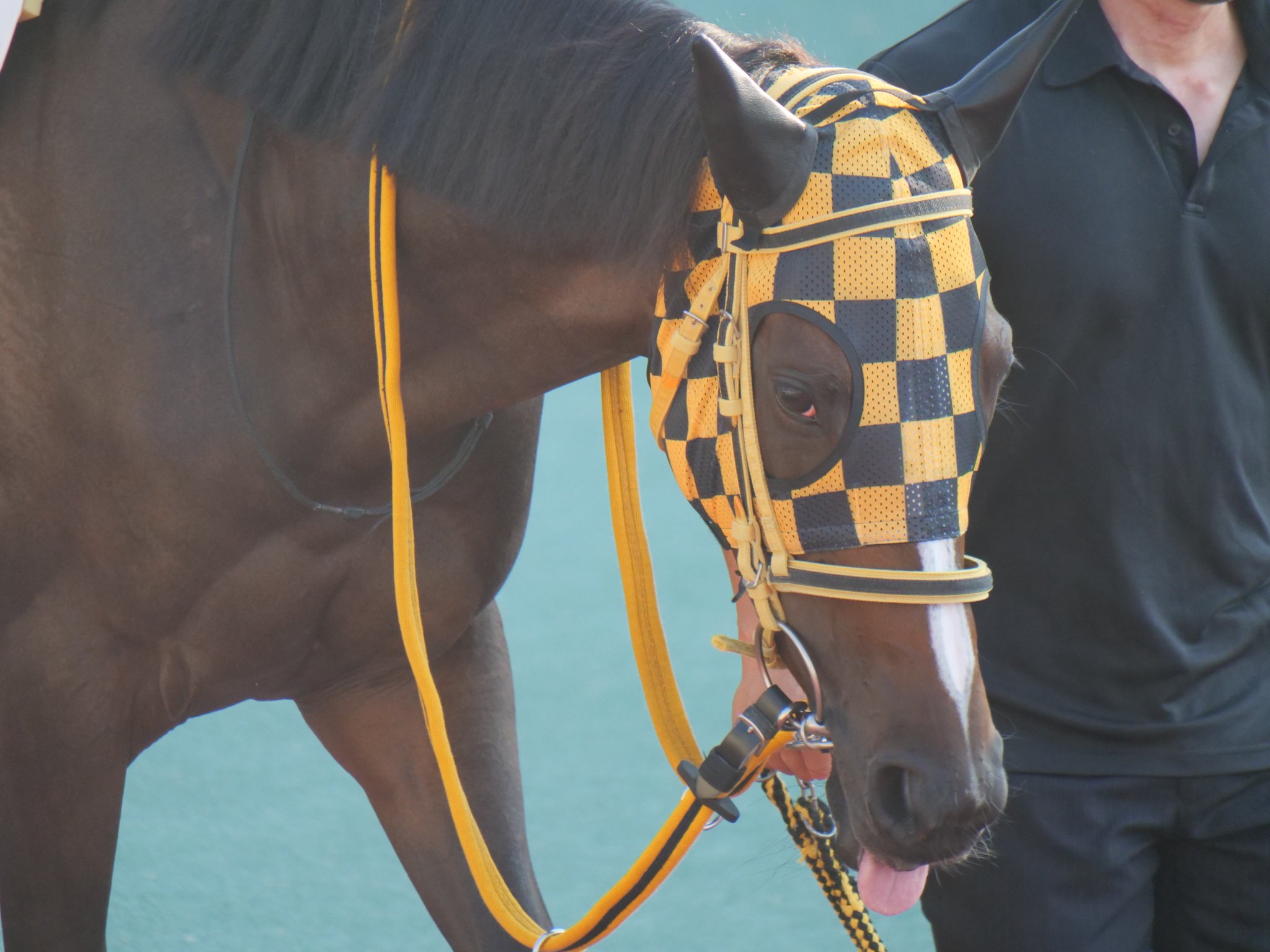 競馬　オマタセシマシタ オマタセシマシタ (Omataseshimashita) | 競走馬データ - netkeiba