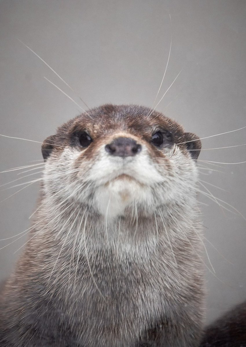 カワウソ様 これでもかくれんぼしてるつもり
