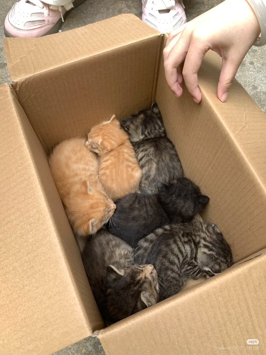 No Context Cats (@nocontextscats) on Twitter photo No need to fight, everyone gets one No need to fight, everyone gets one